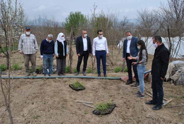 İlk kuşkonmaz fideleri toprakla buluştu