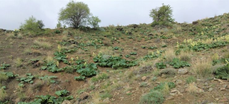 Adeta kanser savaşçısı doğada kendiliğinden yetişiyor faydası saymakla bitmiyor