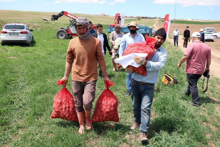 Yozgat’ta 7 çeşit yerli patates tohumu deneme ekimi yapıldı