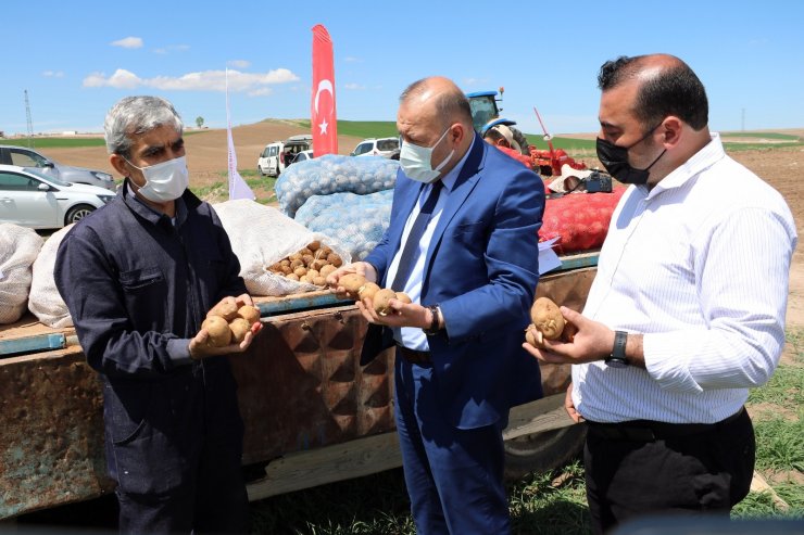 Yozgat’ta 7 çeşit yerli patates tohumu deneme ekimi yapıldı