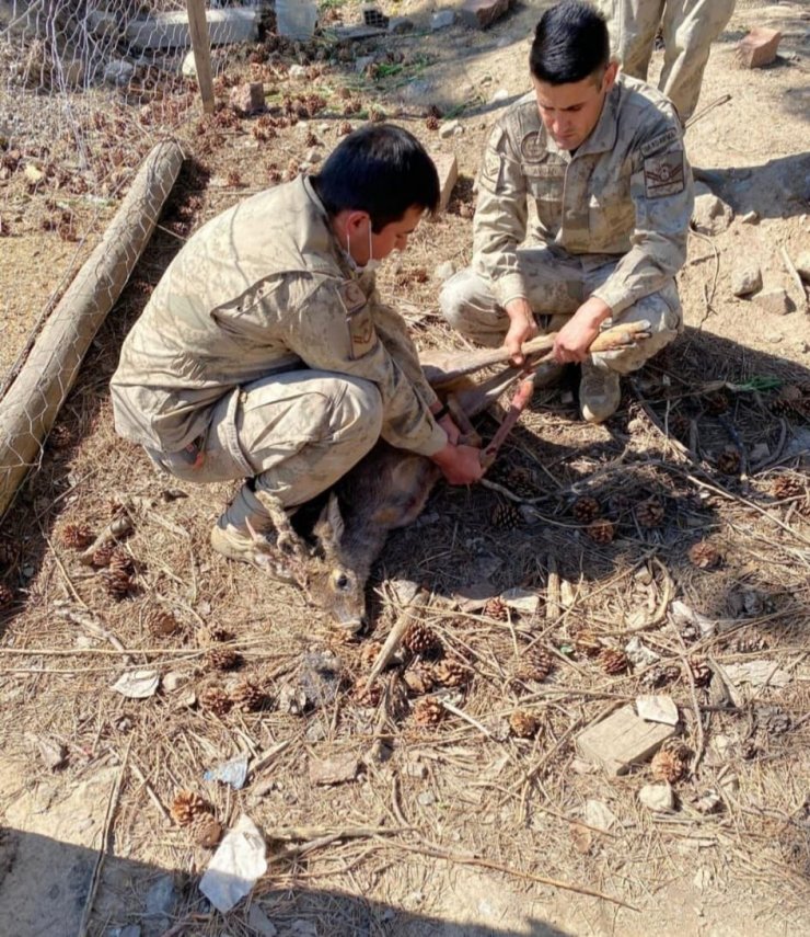 Yaralı karacaya Jandarma şefkati