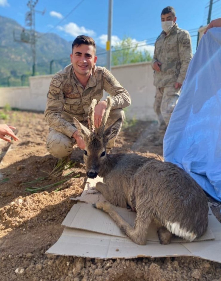 Yaralı karacaya Jandarma şefkati