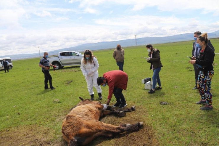 Ayağı kırılan atın yardımına Tarım ve Orman Bakanlığı görevlileri yetişti