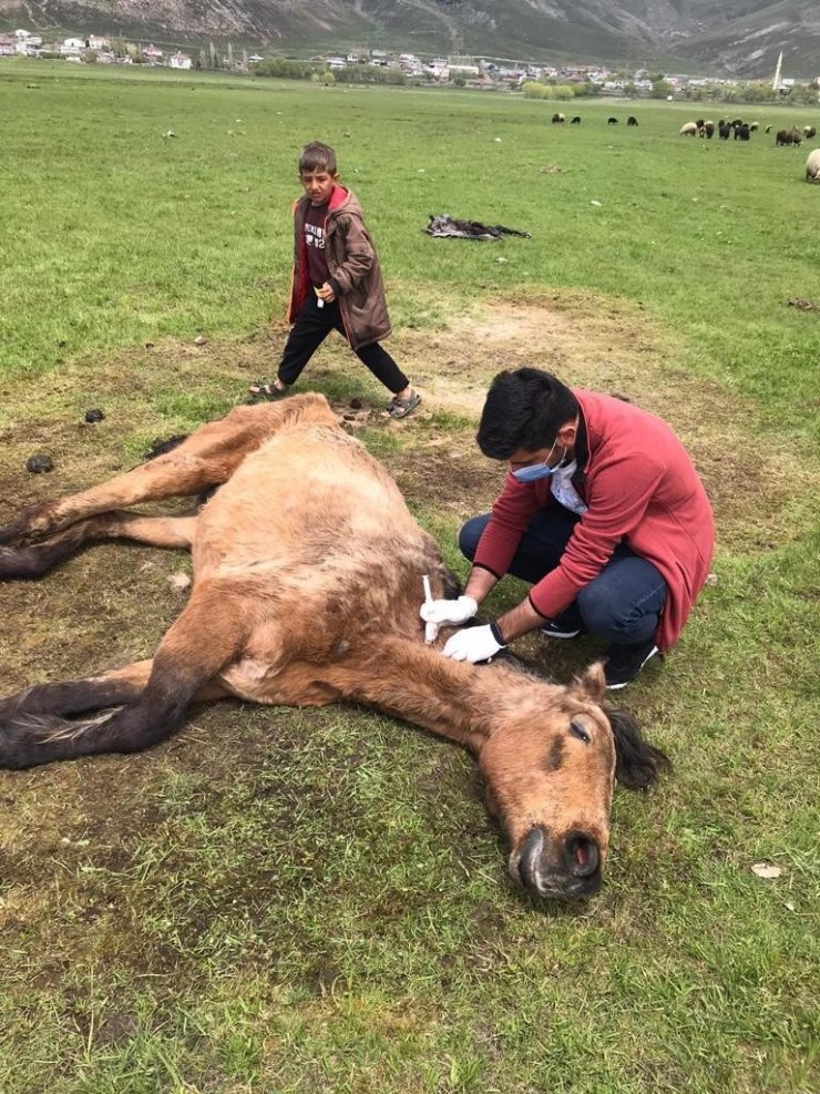 Ayağı kırılan atın yardımına Tarım ve Orman Bakanlığı görevlileri yetişti