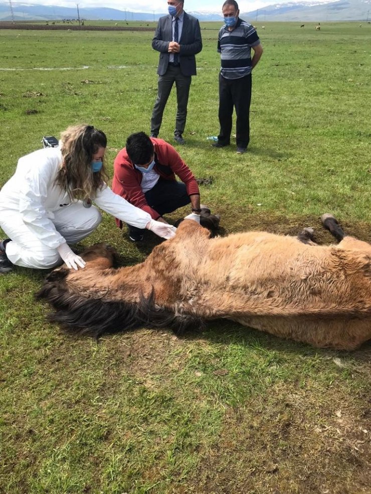 Ayağı kırılan atın yardımına Tarım ve Orman Bakanlığı görevlileri yetişti