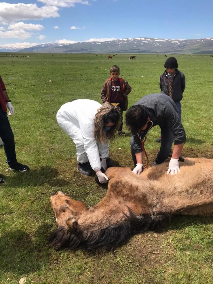 Ayağı kırılan atın yardımına Tarım ve Orman Bakanlığı görevlileri yetişti