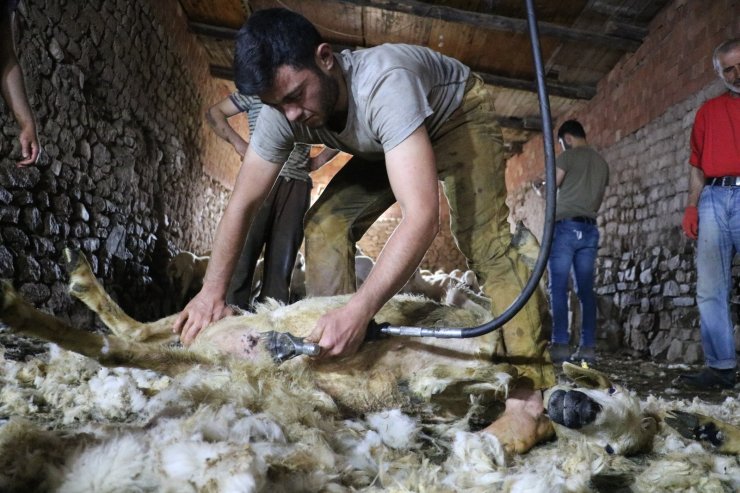 Sivas’ta koyunları kırkım işlemi başladı