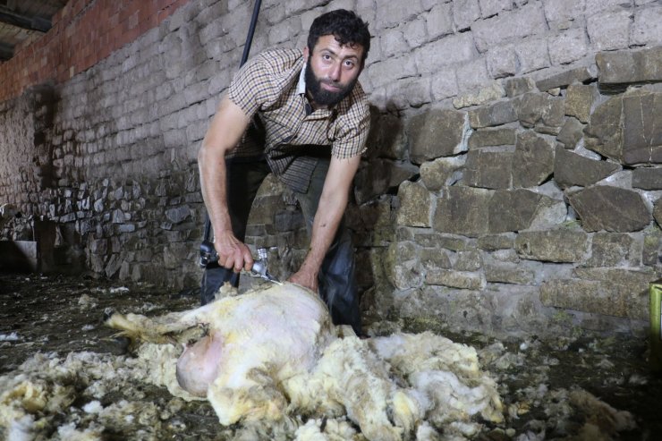 Sivas’ta koyunları kırkım işlemi başladı