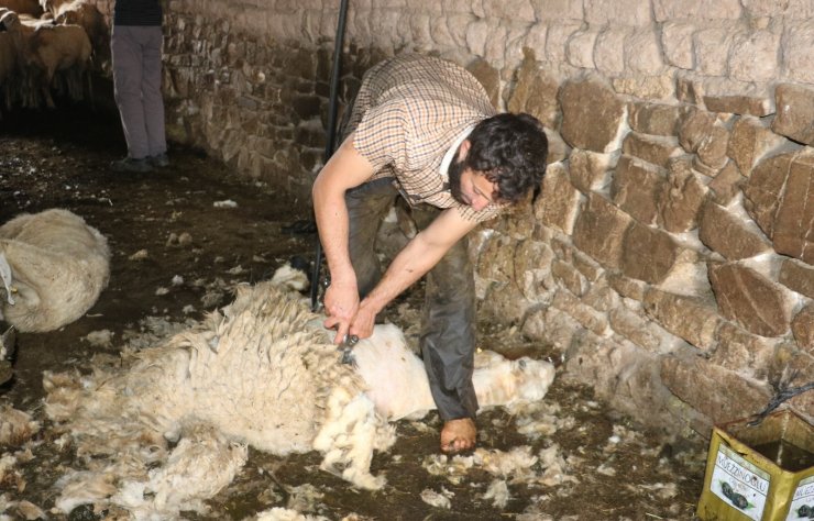 Sivas’ta koyunları kırkım işlemi başladı