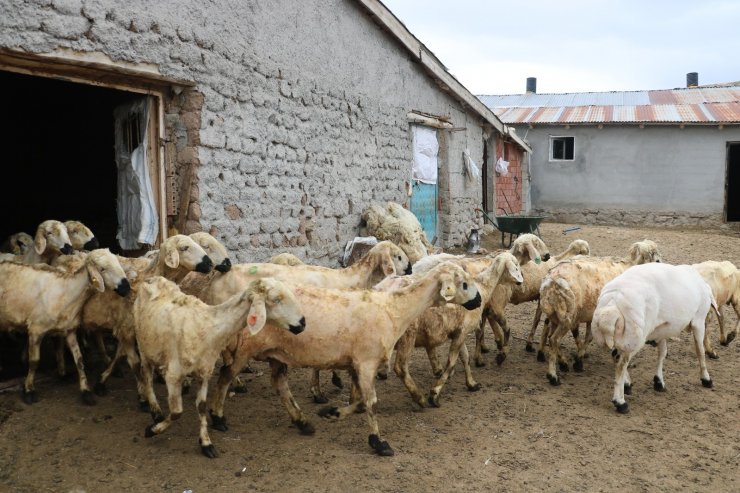 Sivas’ta koyunları kırkım işlemi başladı