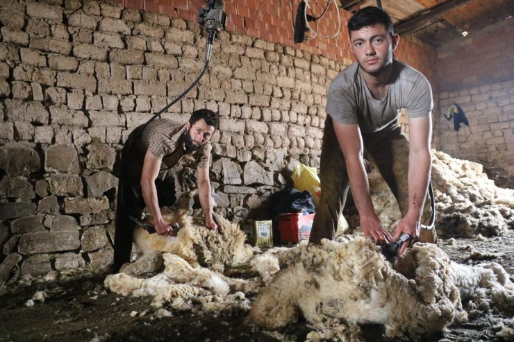 Sivas’ta koyunları kırkım işlemi başladı