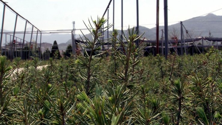 Yılda 1.5 milyon fidan üretip doğayı yeşillendiriyorlar