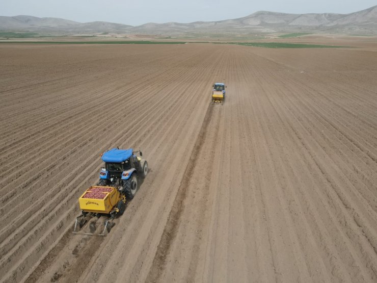 Tomarza’da patates ekimi başladı