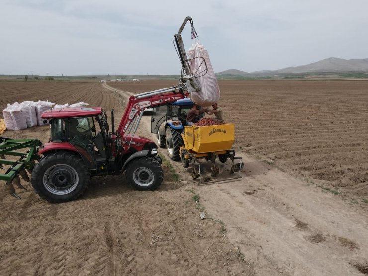 Tomarza’da patates ekimi başladı