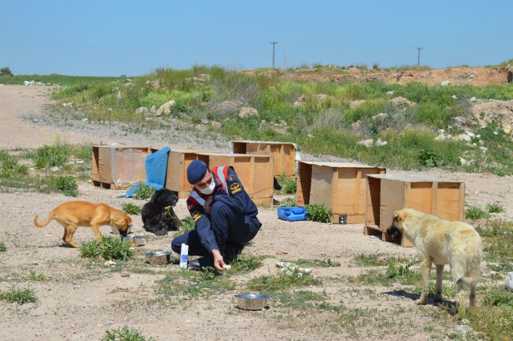 Jandarma yüzlerce sokak hayvanı elleriyle besledi