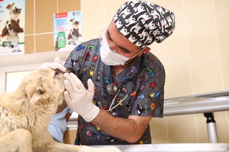 Sahipsiz köpeklere Aksaray Belediyesi sahip çıktı