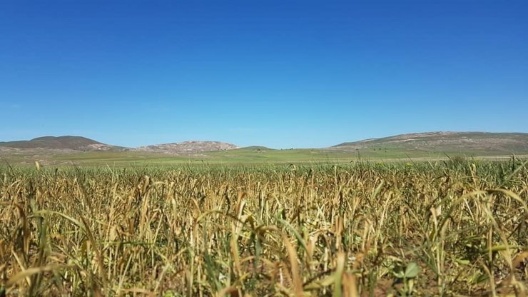 Afet sonrası çiftçi büyük zarar gördü, ziraat odası başkanı yetkililere seslendi