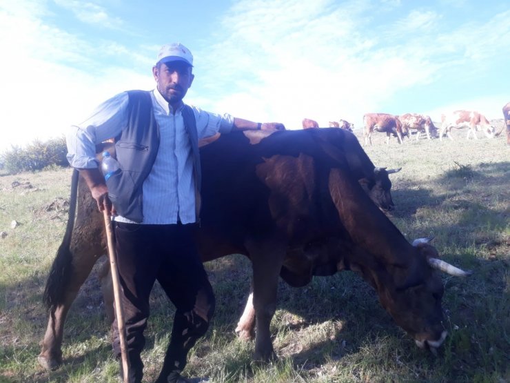 Sorgun’da kene paniği erken başladı