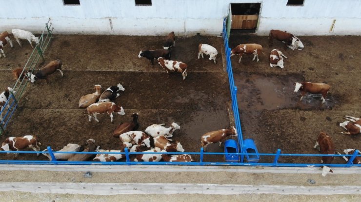 Yem fiyatları arttı, kurbanlık fiyatları yerinde saydı