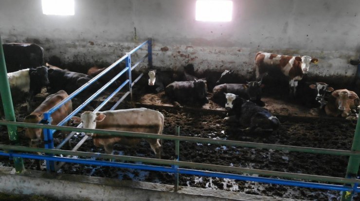 Yem fiyatları arttı, kurbanlık fiyatları yerinde saydı