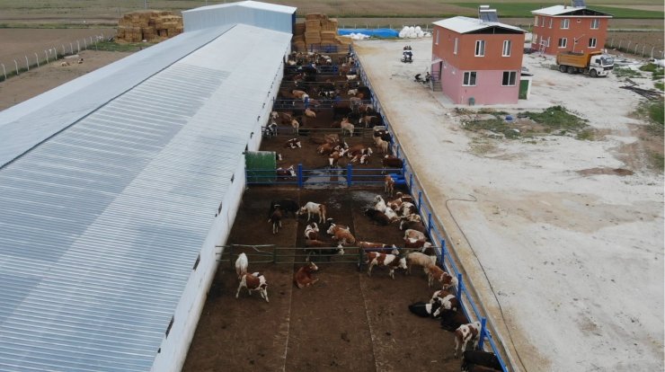 Yem fiyatları arttı, kurbanlık fiyatları yerinde saydı