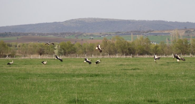 Yazın müjdecisi leylekler objektiflere poz verdi