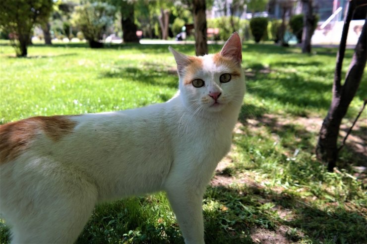 Evcil hayvan sahiplenmenin faydaları saymakla bitmiyor