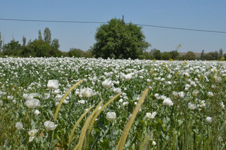 Haşhaş tarlaları görenleri büyüledi