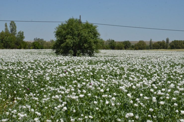 Haşhaş tarlaları görenleri büyüledi