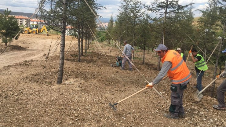 Pursaklar yeşile bürünüyor