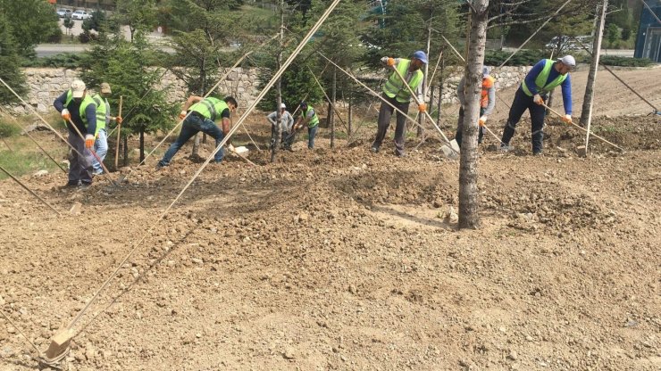 Pursaklar yeşile bürünüyor