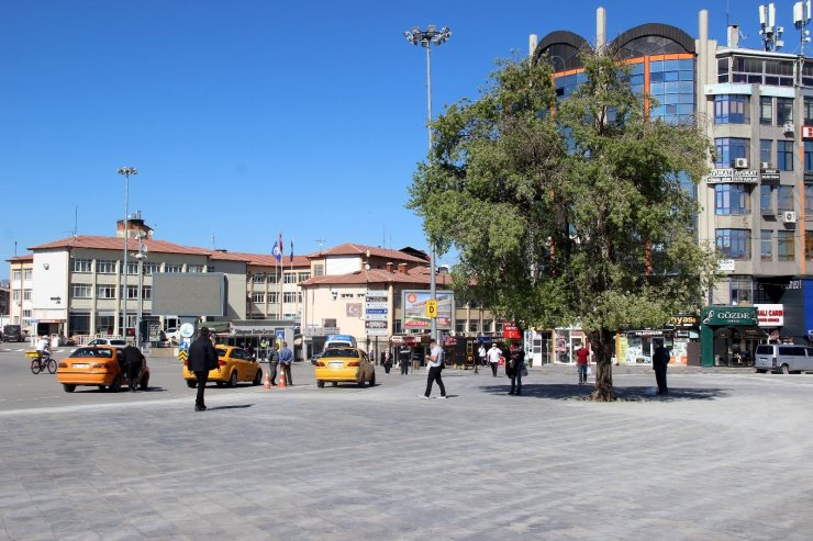 En meşhur ağaç, Sivaslı olup da bilmeyen yok