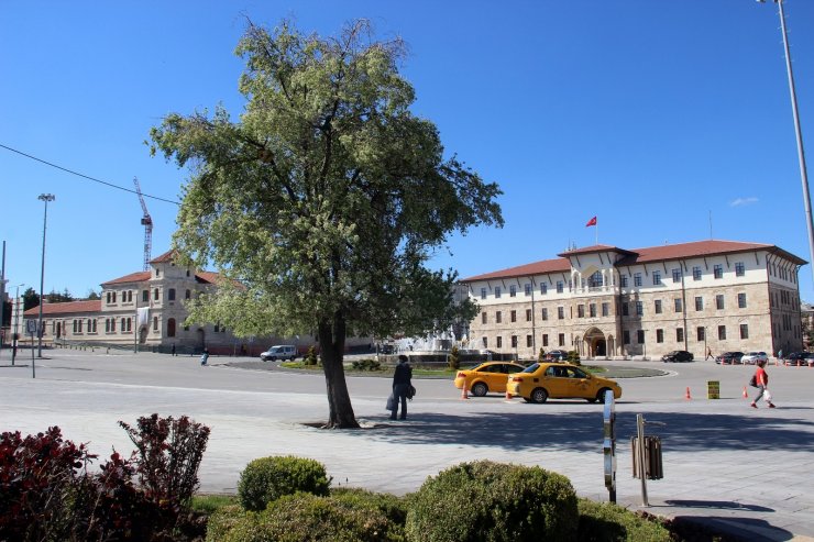 En meşhur ağaç, Sivaslı olup da bilmeyen yok