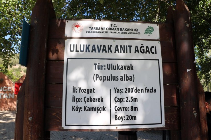 20 metre boyundaki asırlık ulu kavak ağacı, heybetli görüntüsü ile dikkat çekiyor