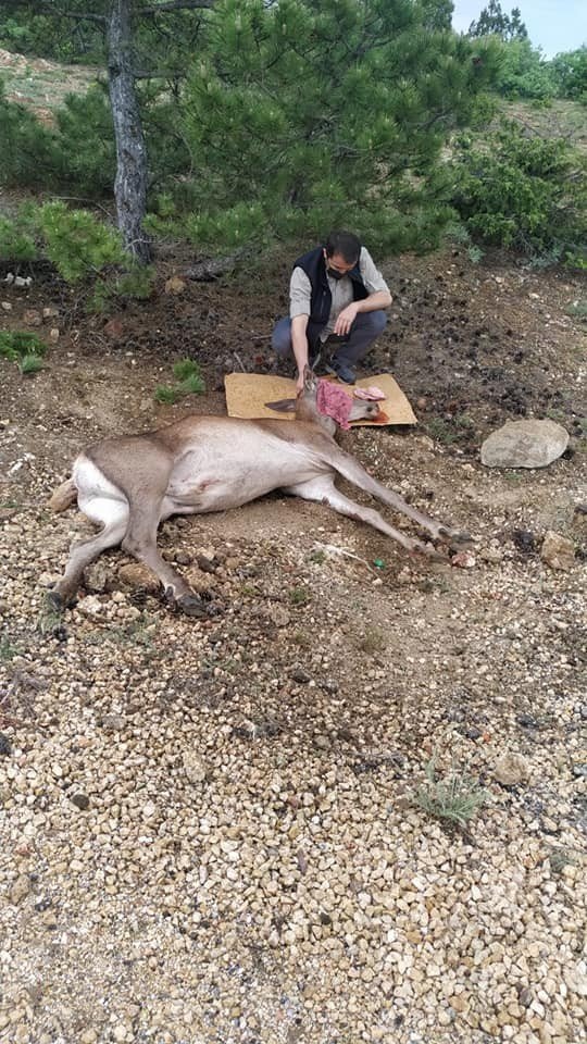 Araç çarpan yaralı kızıl geyik tedavi altına alındı