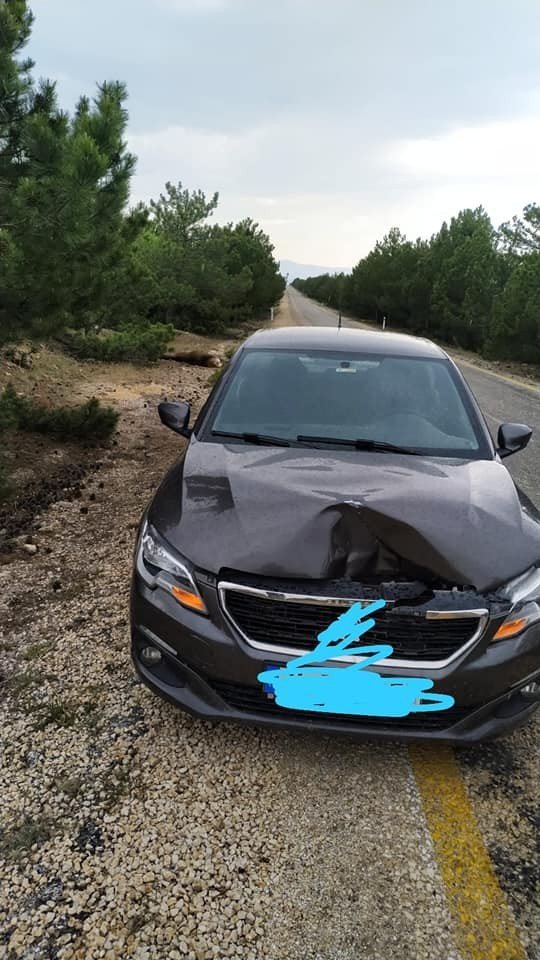 Araç çarpan yaralı kızıl geyik tedavi altına alındı