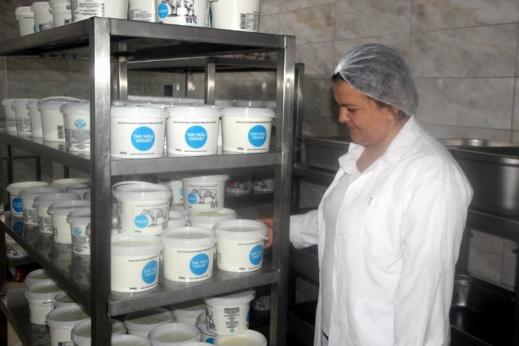 2 kadın günde 1 ton manda yoğurdu işliyor