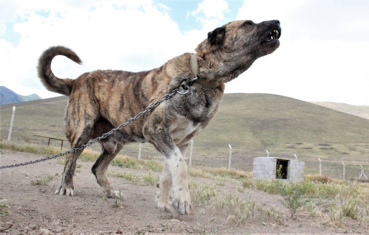 Sivas’ın ünlü kangal köpeğini Karaman’da yetiştiriyor