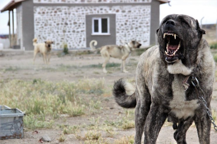 Sivas’ın ünlü kangal köpeğini Karaman’da yetiştiriyor