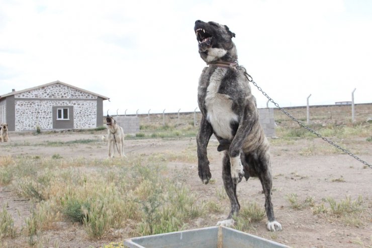 Sivas’ın ünlü kangal köpeğini Karaman’da yetiştiriyor