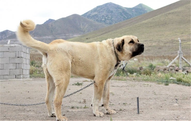 Sivas’ın ünlü kangal köpeğini Karaman’da yetiştiriyor