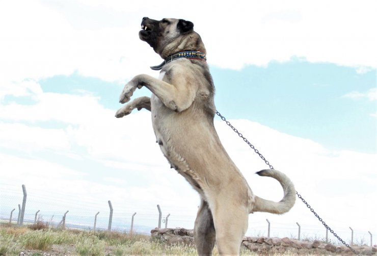 Sivas’ın ünlü kangal köpeğini Karaman’da yetiştiriyor