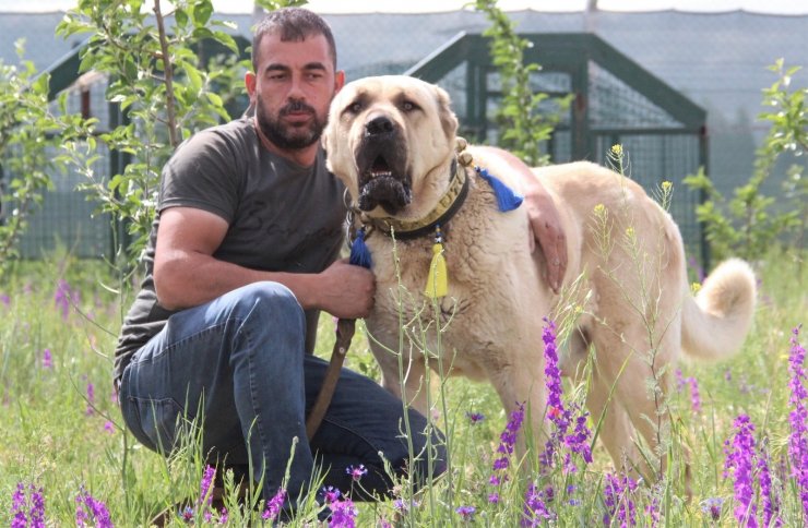 Sivas’ın ünlü kangal köpeğini Karaman’da yetiştiriyor