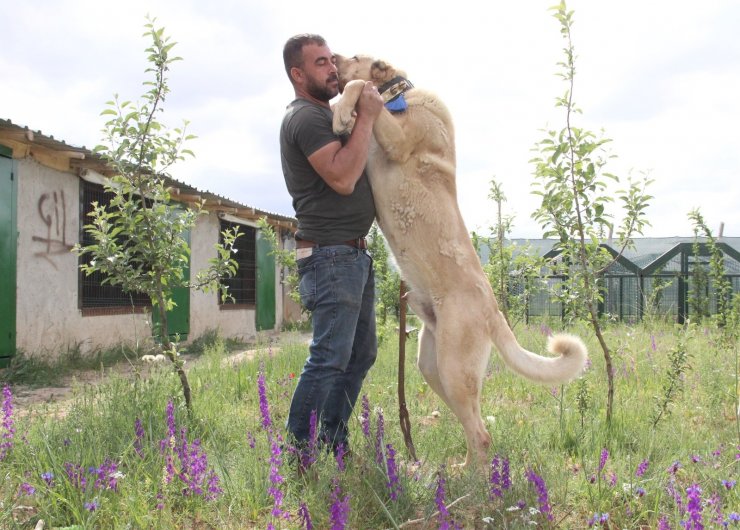 Sivas’ın ünlü kangal köpeğini Karaman’da yetiştiriyor