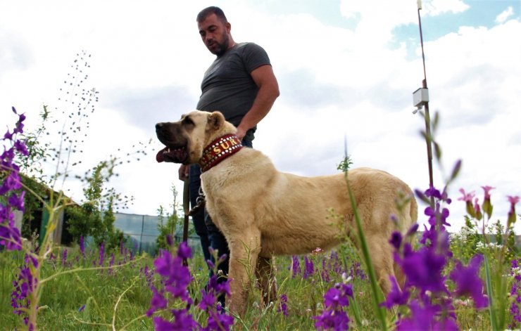 Sivas’ın ünlü kangal köpeğini Karaman’da yetiştiriyor