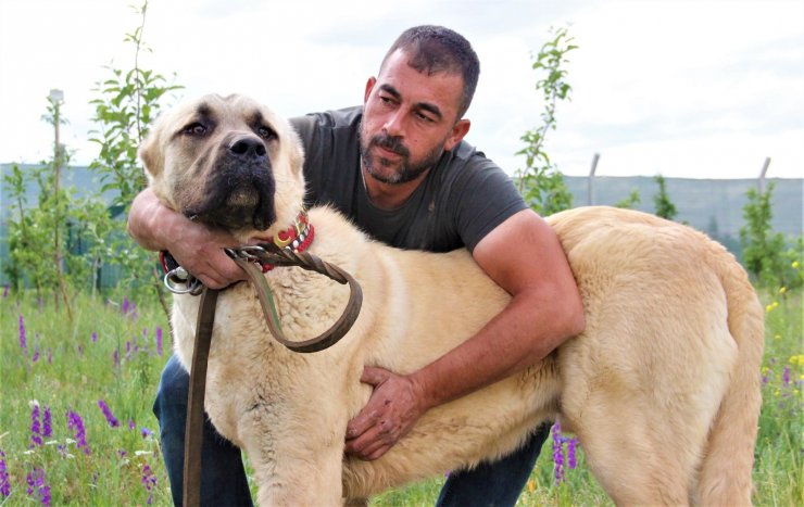 Sivas’ın ünlü kangal köpeğini Karaman’da yetiştiriyor