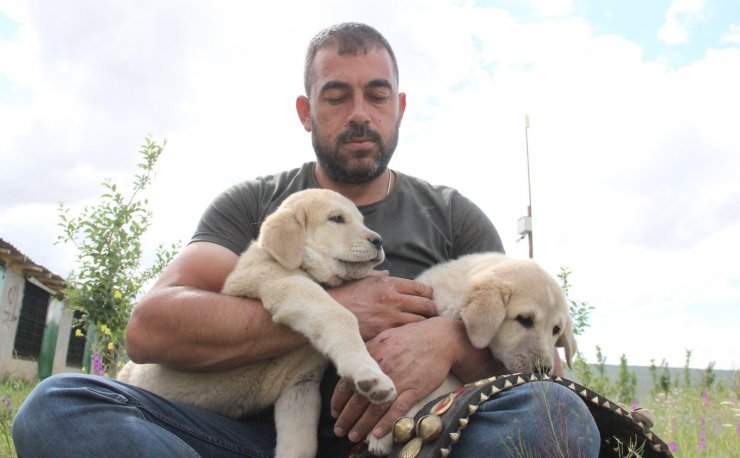 Sivas’ın ünlü kangal köpeğini Karaman’da yetiştiriyor