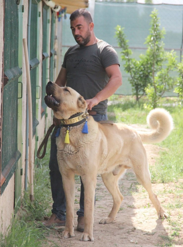 Sivas’ın ünlü kangal köpeğini Karaman’da yetiştiriyor