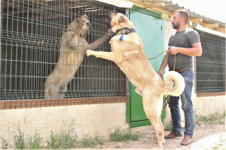 Sivas’ın ünlü kangal köpeğini Karaman’da yetiştiriyor
