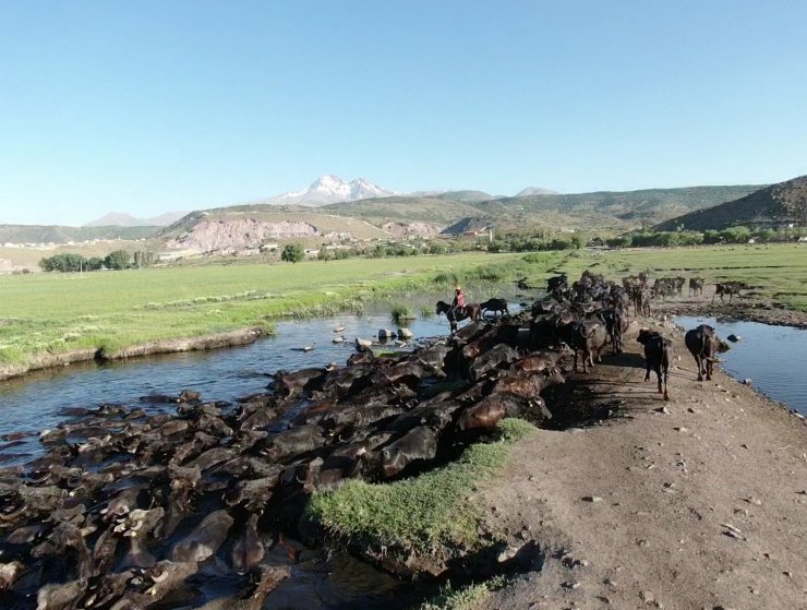 Erciyes dağının eteğinde manda, koyun ve yılkı atlarının görsel şovu